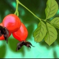 Cultivando rosas a partir de sementes