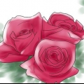 Crescendo rosas