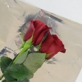 Mantendo as rosas frescas