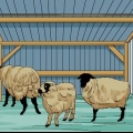Cuidando das ovelhas