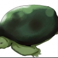 Cuidando das tartarugas
