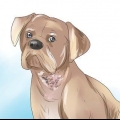 Cura da sarna em cães
