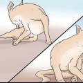 Reconhecendo a sarna em cães