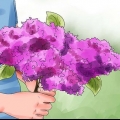 Lilases crescentes