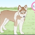 Criação de huskies siberianos