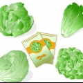 Plantas de alface