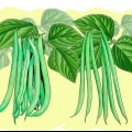 Cultivo de feijão verde