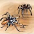 Mantendo aranhas como animais de estimação