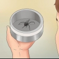 Tratar picadas de aranha
