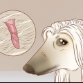 Remover marcas de pele em cães