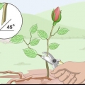 Tirando mudas de rosas