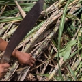 Comendo cana de açucar