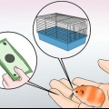 Criação de hamsters sírios