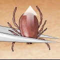 Matar carrapatos