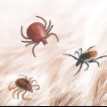 Remova carrapatos em cães