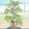 Poda de tomates do pátio