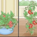 Cultivando tomates dentro de casa