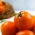 Fazendo suco de tomate