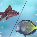 Tratando peixes tropicais com plugue branco