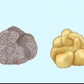 Crescendo trufas