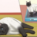 Prevenção de infecções do trato urinário em gatos