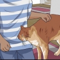 Desembaraçar o pelo do gato