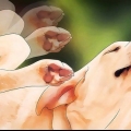 Livre-se dos piolhos do cachorro