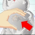 Acabar com a caspa do gato