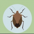 Livre-se de bugs de escudo