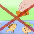Como se livrar de caracóis em um aquário