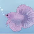 Determinando se o seu peixe betta está doente