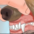 Reconhecendo o envenenamento em cães
