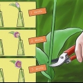 Cuidando de tulipas recém-colhidas