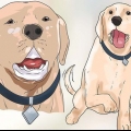 Construindo confiança com um cão maltratado