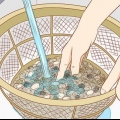 Colocando peixes em um novo aquário