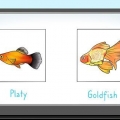 Alimentando peixes