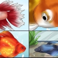 Tratamento de doenças de peixes