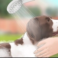 Mantenha as moscas longe dos cães