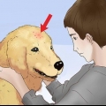Tratamento de picadas de pulgas em cães