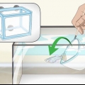 Cuidando dos filhotes de guppies