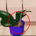 Cuidando das plantas de interior