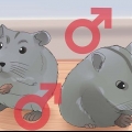 Cuidando de hamsters anões chineses