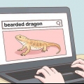 Cuidando de um dragão barbudo