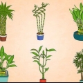 Cuidando de uma planta de bambu