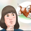 Cuidando de um filhote de beagle