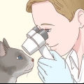 Cuidar de um gato cego