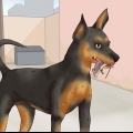 Cuidando de um pinscher miniatura