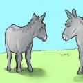 Cuidando de um burro