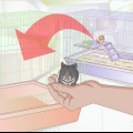 Cuidar de um hamster que está doente ou morrendo