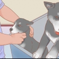 Cuidando de um husky